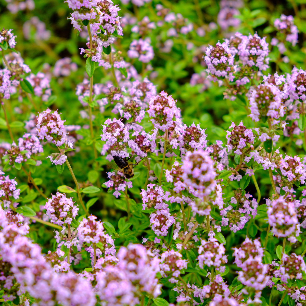 Tapis fleuri rose - Phlox, Saponaria, Thymus - Bakker