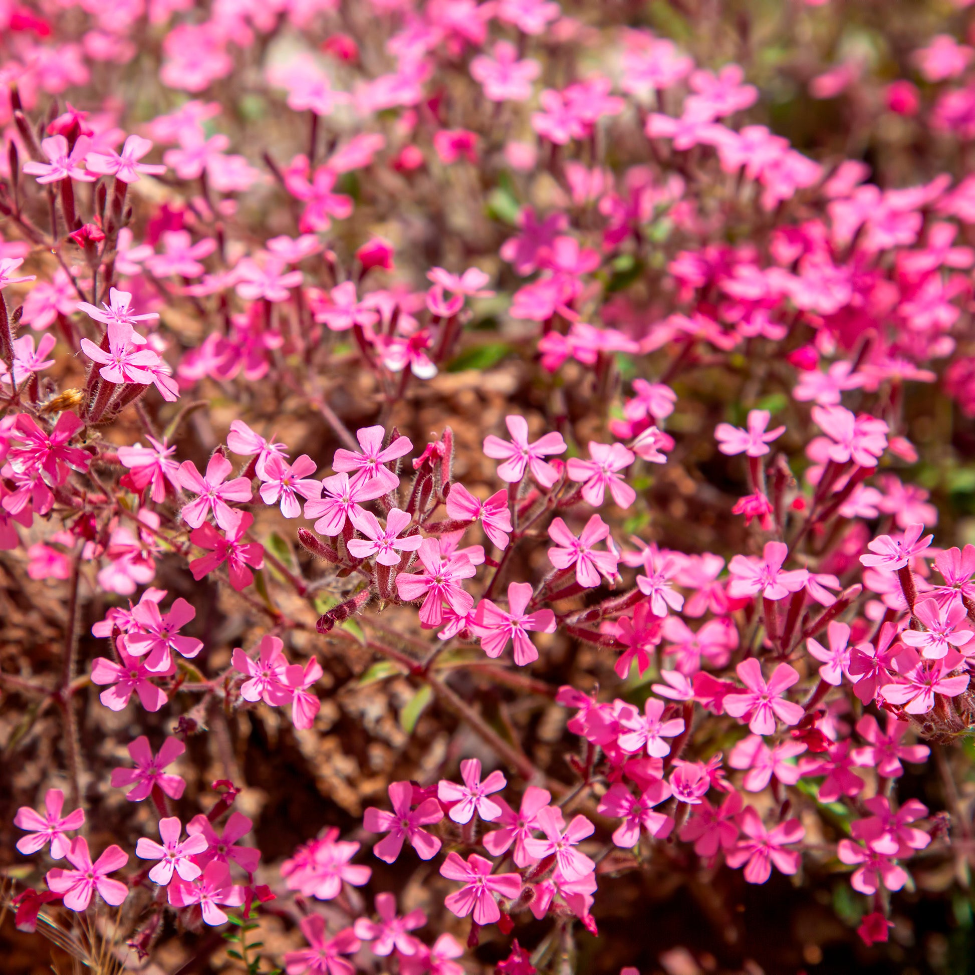 Vivaces fleuries - Tapis fleuri rose - Phlox, Saponaria, Thymus