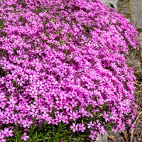 Phlox, Saponaria, Thymus - Tapis fleuri rose - Vivaces fleuries