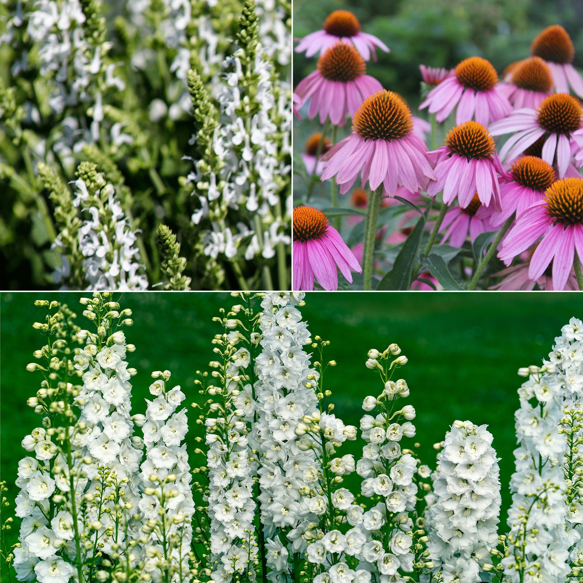 Vivaces Blanches et Roses - Bakker