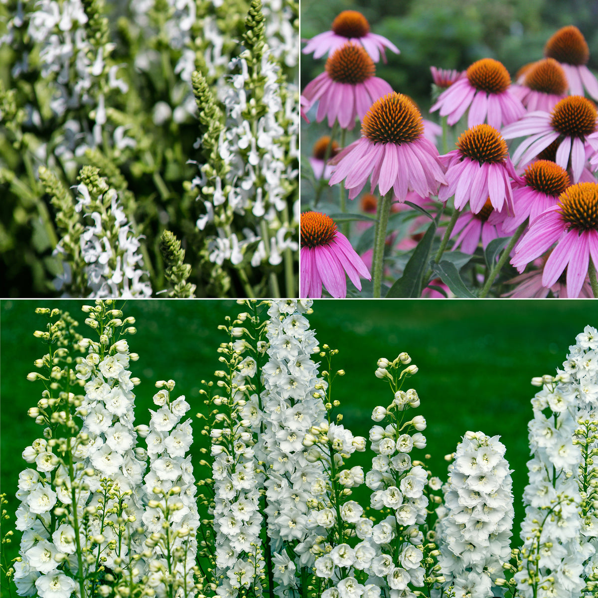 Vivaces Blanches et Roses - Bakker