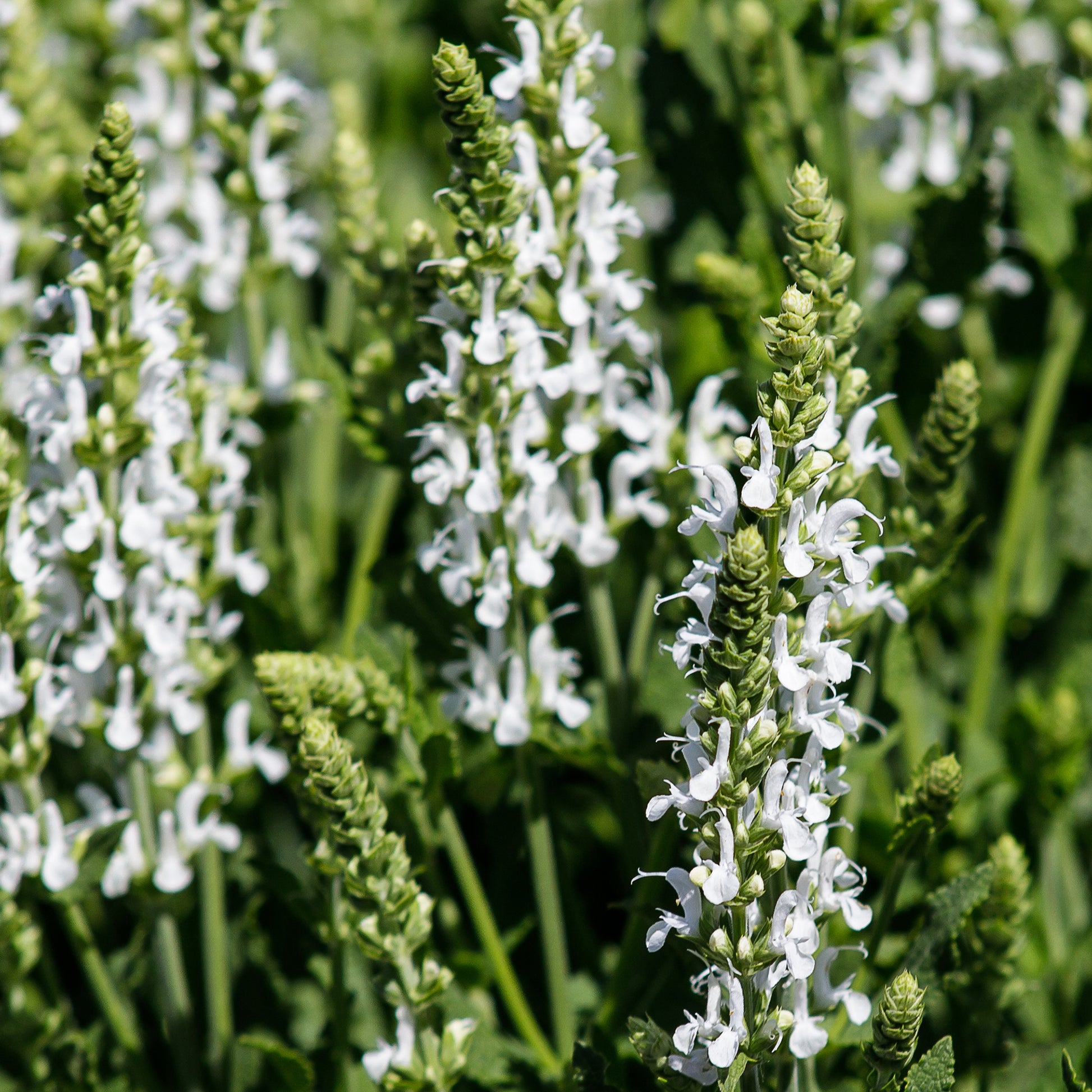 Vivaces fleuries - Vivaces Blanches et Roses - Delphinium, Salvia, Echninacea