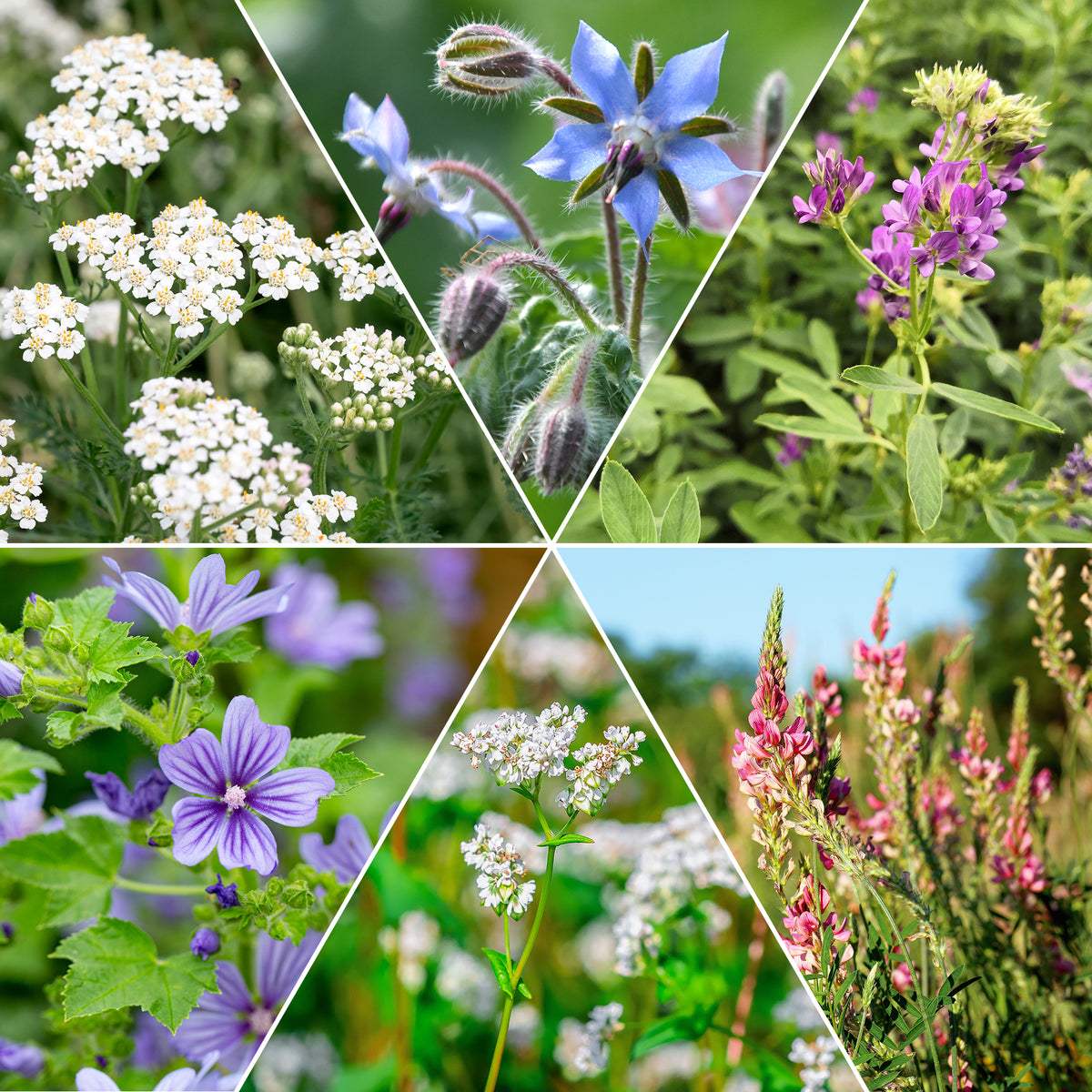 Mélange de fleurs faune et flore - Bakker