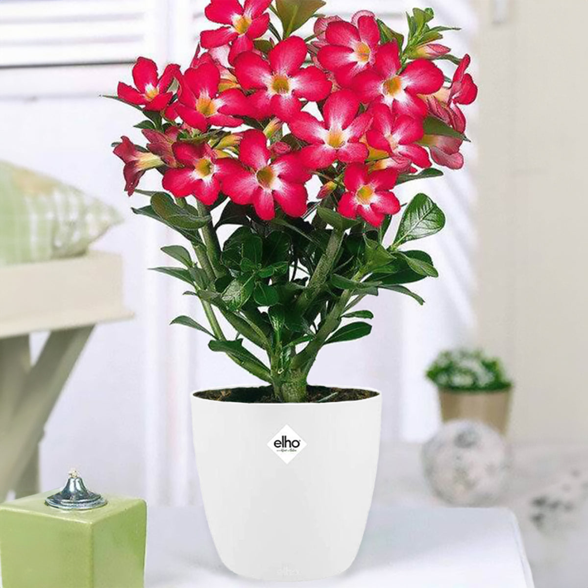 Rose du désert + cache pot blanc 16 cm. - Bakker