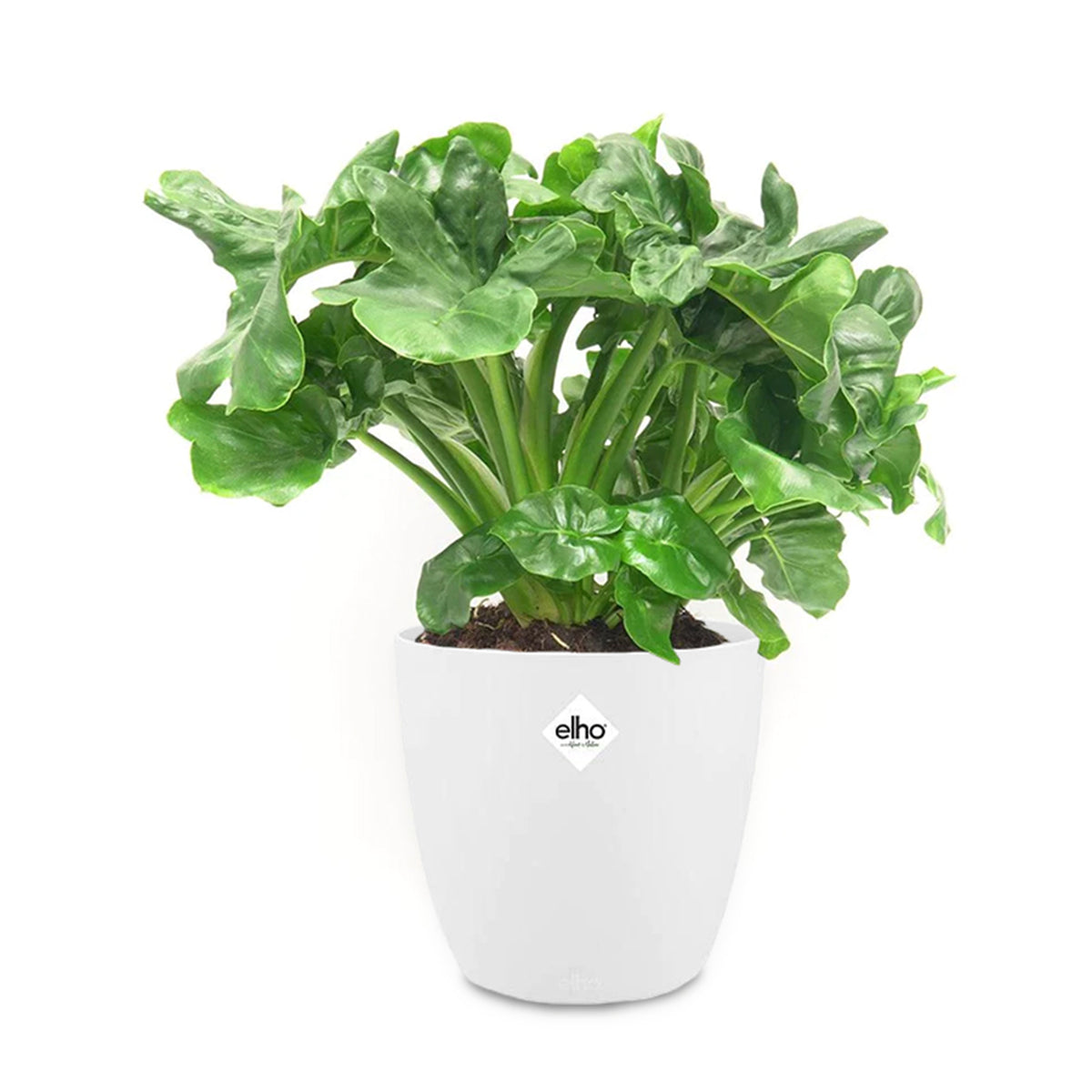 Philodendron Monstera Atom et son cache-pot blanc ELHO - Philodendron atom - Bakker