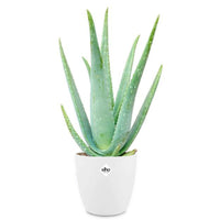Aloe vera + cache pot blanc 14 cm.