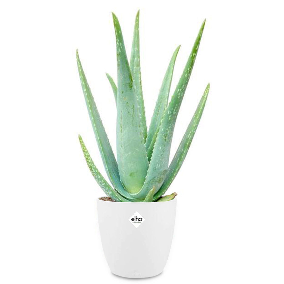 Aloe vera + cache pot blanc 14 cm. - Aloe vera - Bakker