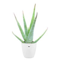 Aloe vera + cache pot blanc 14 cm.
