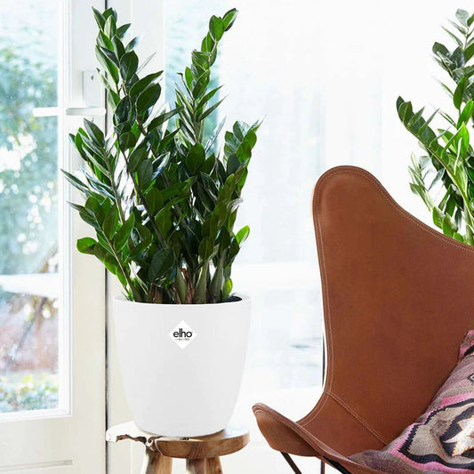 Zamioculcas + cache pot blanc 16 cm. - Bakker