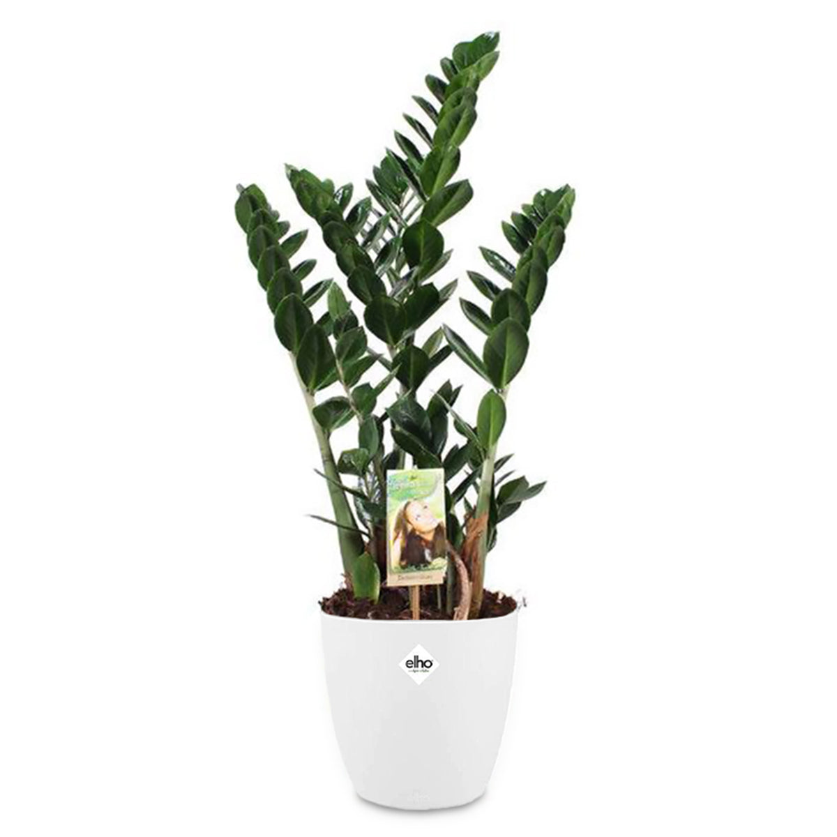 Zamioculcas + cache pot blanc 16 cm. - Zamioculcas zamiifolia - Bakker