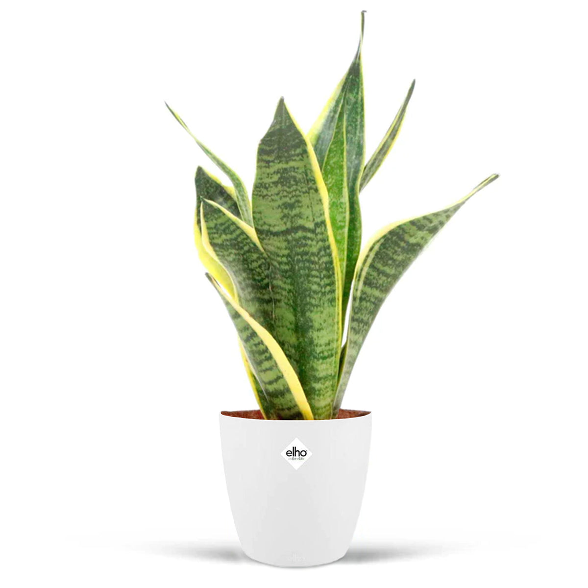 Sansevière Futura superba + cache pot blanc 14 cm. - Bakker
