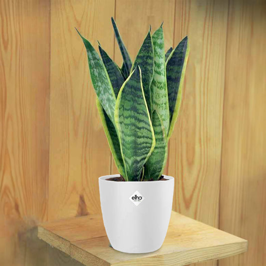 Sansevière Futura superba + cache pot blanc 14 cm. - Bakker