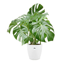 Monstera + cache pot blanc 22 cm.