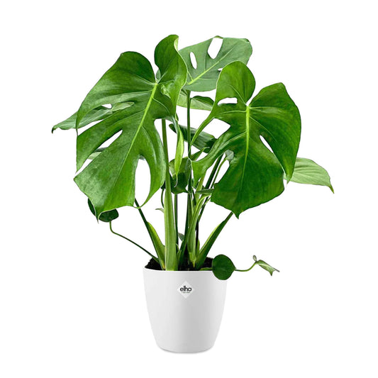 Monstera + cache pot blanc 22 cm.