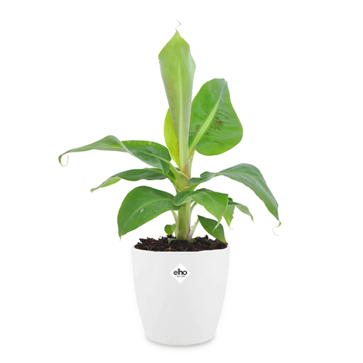 Bananier d'ornement nain + cache pot blanc 14 cm. - Musa oriental Dwarf - Bakker