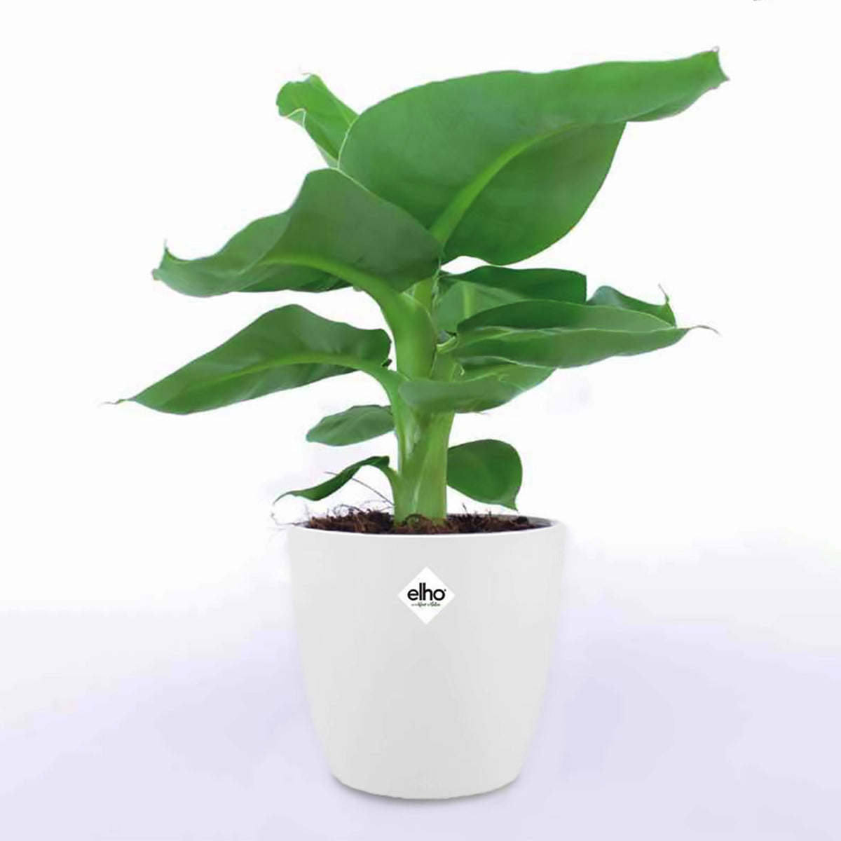 Musa oriental Dwarf - Bananier d'ornement nain + cache pot blanc 14 cm. - Plantes d'intérieur avec cache-pot
