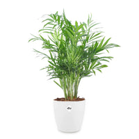 Palmier nain + cache pot blanc 14 cm. - Chamaedorea elegans - Bakker