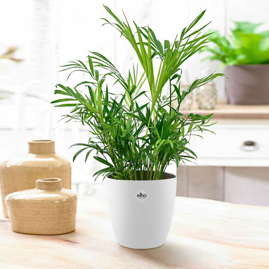 Palmier nain + cache pot blanc 14 cm. - Bakker