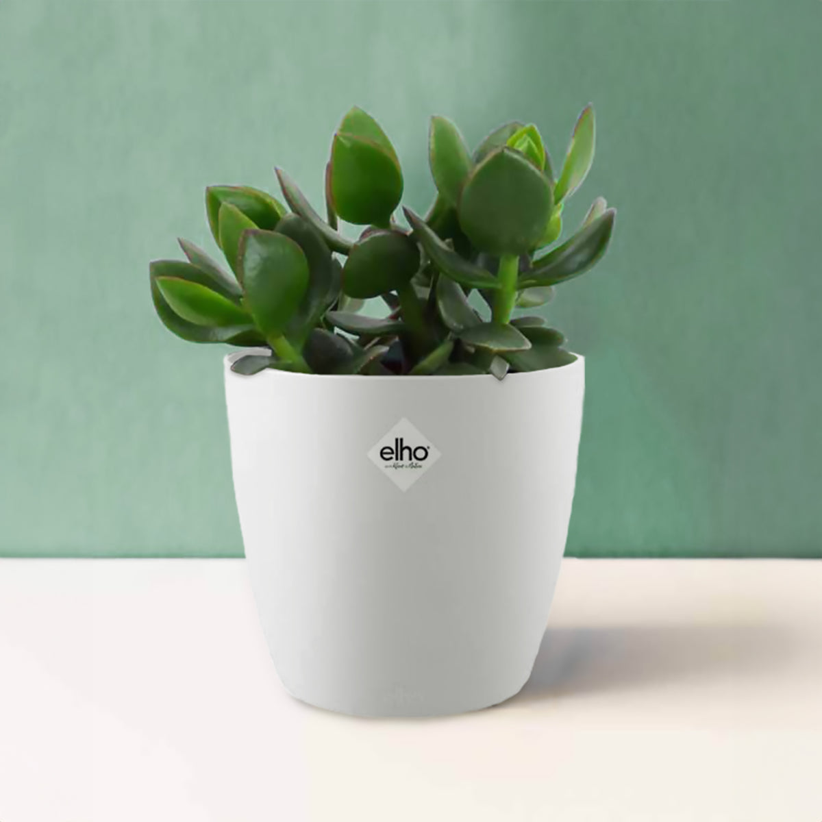 Crassula ovata argentea + cache pot blanc 14 cm - Crassula ovata argentea - Bakker