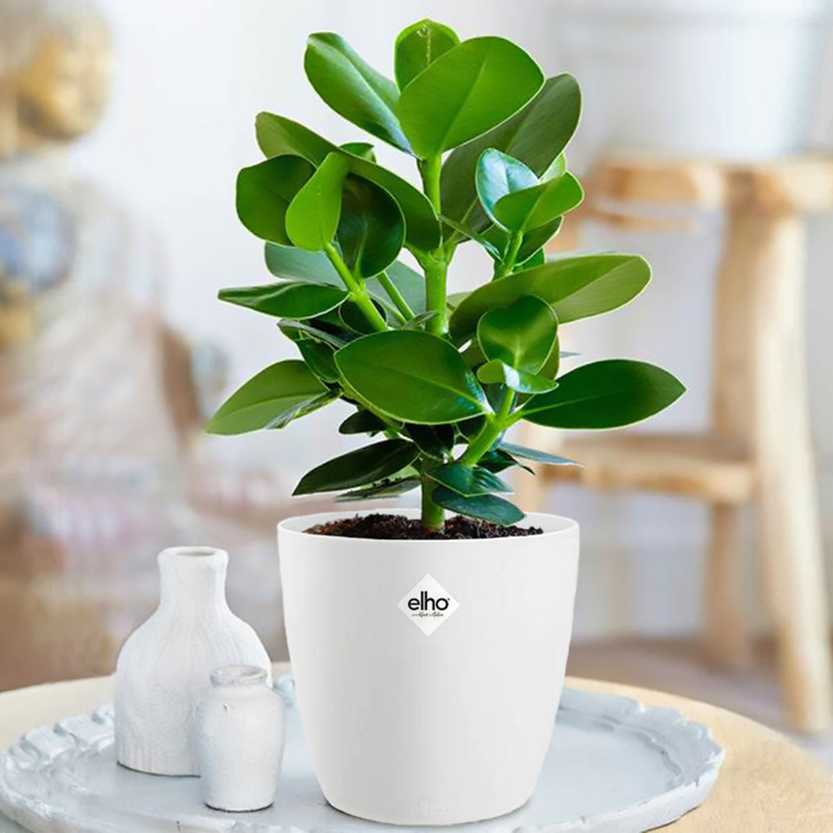 Clusia Princess + cache pot blanc 14 cm. - Clusia princess - Bakker