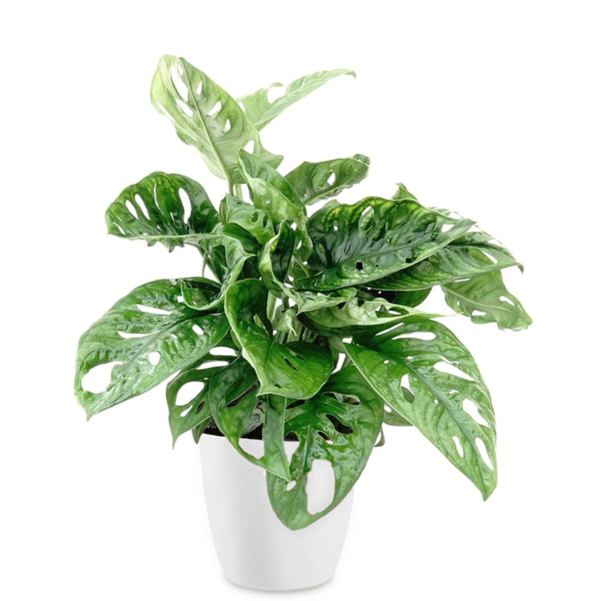 Philodendron Monstera Monkey Mask et son cache-pot blanc ELHO - Monstera deliciosa Monkey Mask - Bakker