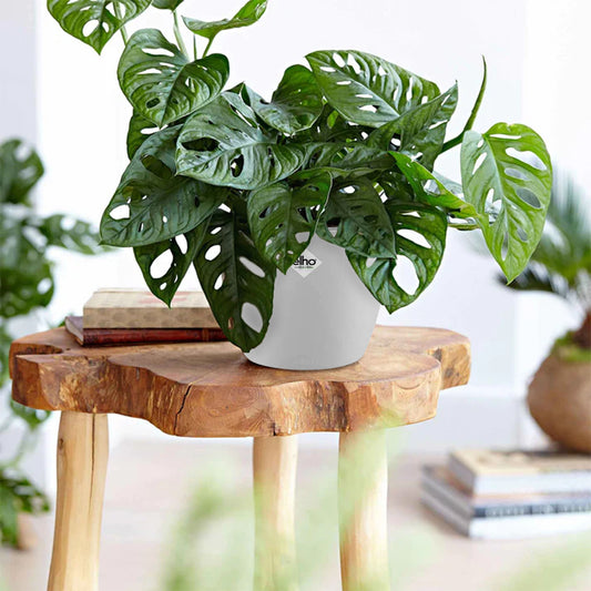 Philodendron Monstera Monkey Mask et son cache-pot blanc ELHO - Bakker