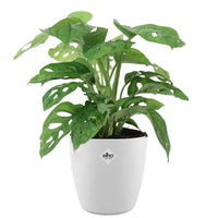 Monstera deliciosa Monkey Mask - Philodendron Monstera Monkey Mask et son cache-pot blanc ELHO - Plantes d'intérieur avec cache-pot