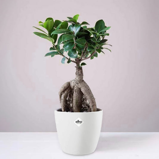 Ficus bonsai ginseng + cache pot blanc 14 cm. - Bakker