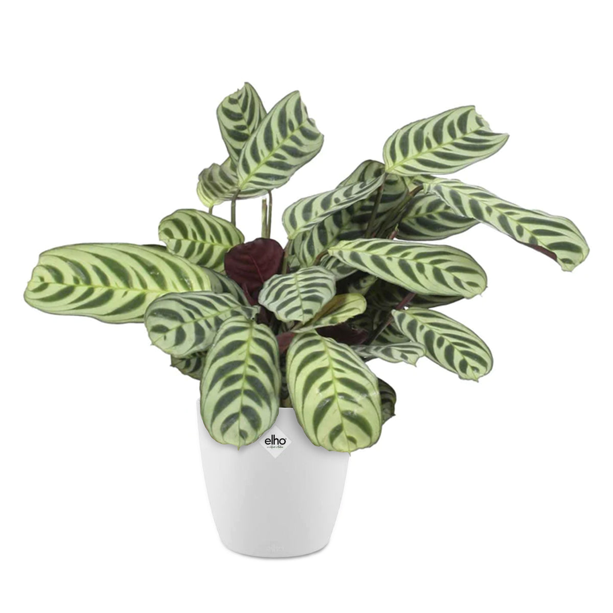 Dormeuse + cache pot blanc 14 cm. - Ctenanthe burle-marxii - Bakker