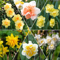 Narcisse à fleurs doubles en mélange - Bakker