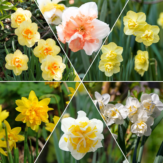 25x Narcisses à fleurs doubles Narcissus - Mélange 'Double Flowers' blanc-orangé-jaune - Bulbes de fleurs populaires