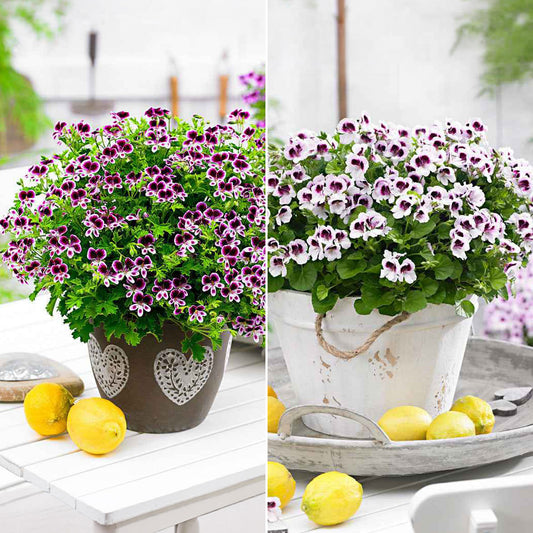 Mélange de 6 plantes : Pelargonium odorant Mosquitaway Lizzy et Eva - Bakker