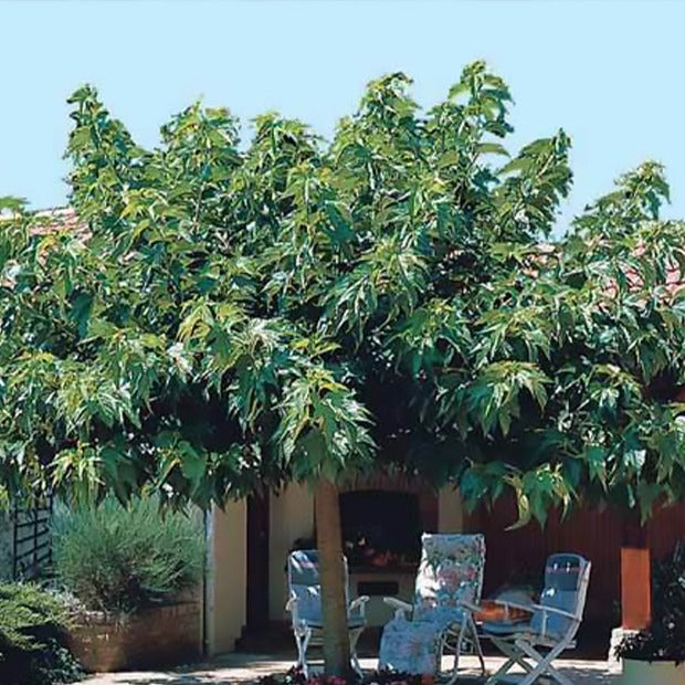 Bakker - Mûrier à grandes feuilles - Morus alba macrophylla