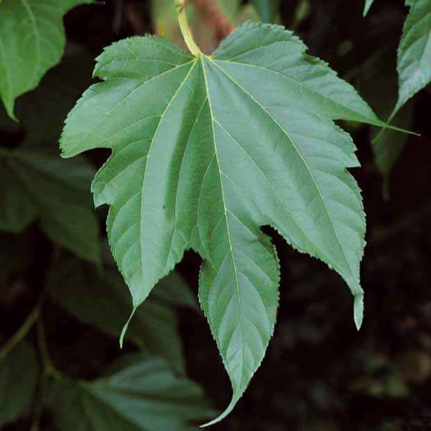 Bakker - Mûrier à grandes feuilles - Morus alba macrophylla