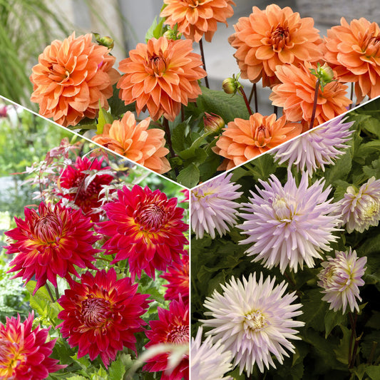 5 Dahlias en mélange Bio - Bakker