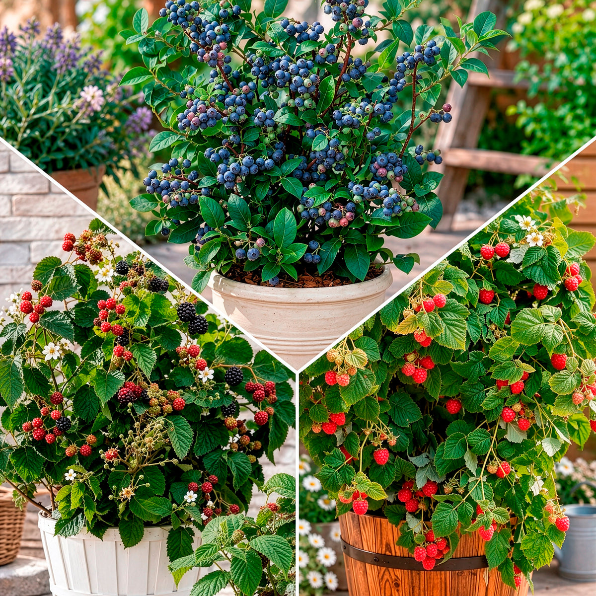 Arbustes fruitiers nains (mûrier, framboisier, myrtiller)