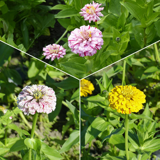 Zinnia Peppermint stick en mélange - Bakker