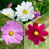 Cosmos Sensation en mélange - Bakker
