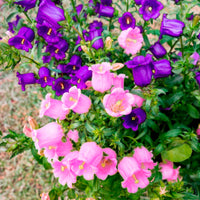 2 Campanules Carillon en mélange - Campanula medium carillon - Bakker
