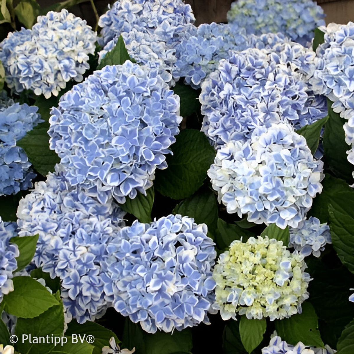 Hortensia Peppermint - Bakker