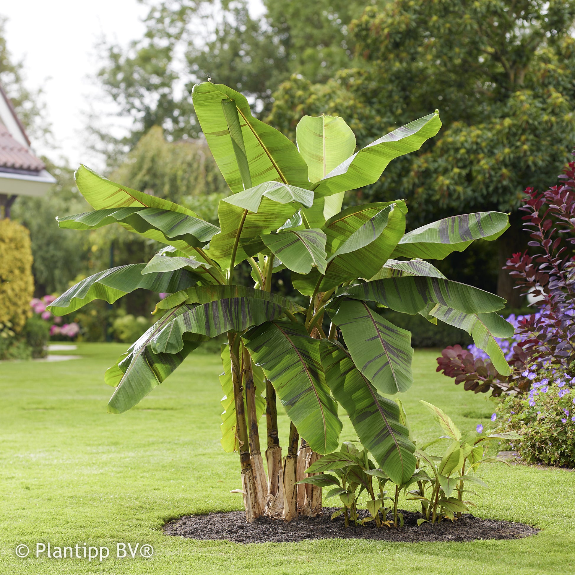 Vente Bananier du japon Ever Red