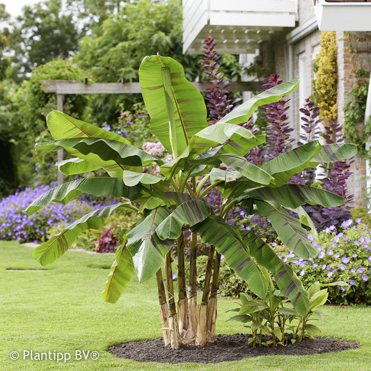 Bananier du japon Ever Red - Bakker