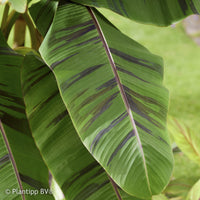 Vente Bananier du japon Ever Red - Musa sikkimmensis Ever Red