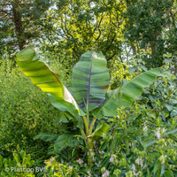 Musa sikkimmensis Ever Red - Bananier du japon Ever Red - bananier