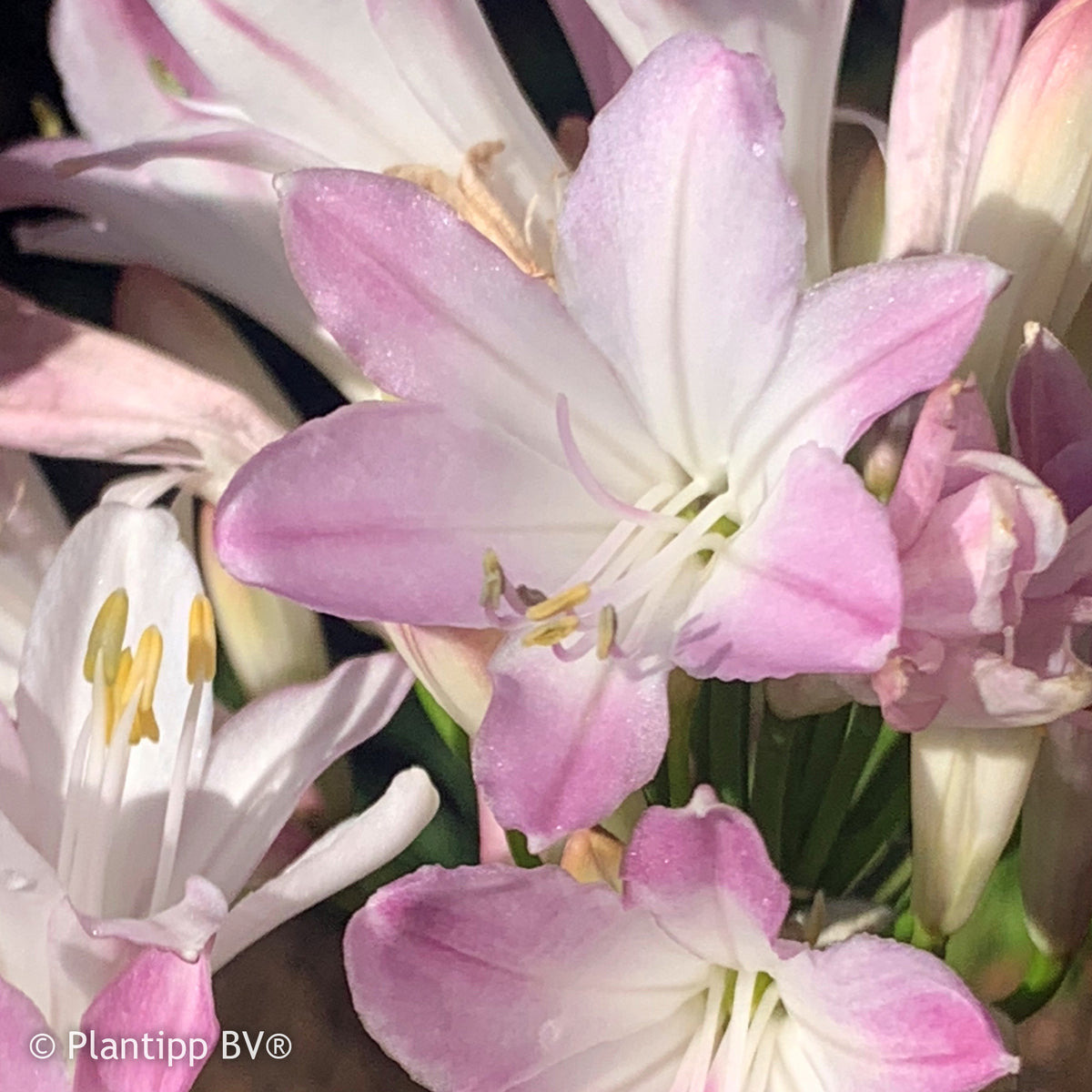 Agapanthe Blush Pink - Agapanthus Blush Pink - Bakker