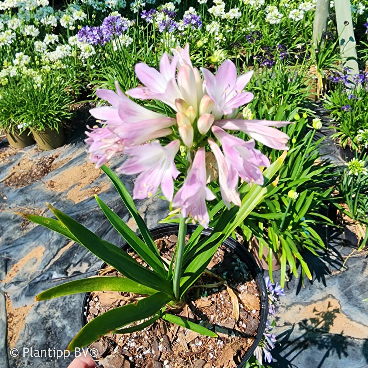 Agapanthe Blush Pink - Bakker