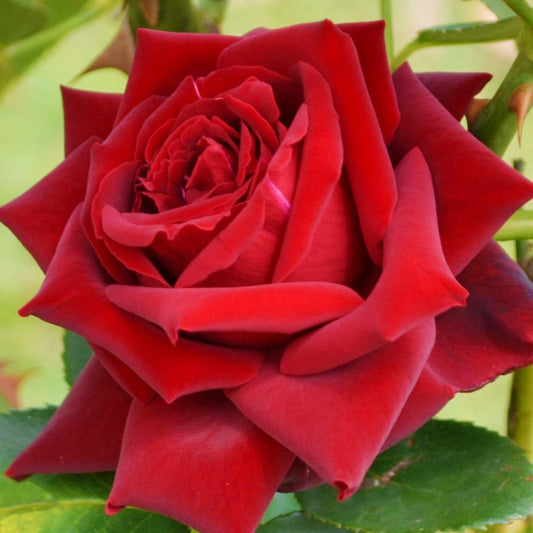 Rosier buisson Grande Amore ® - Bakker