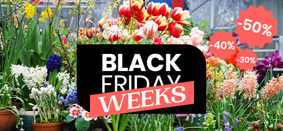 Jusqu'à -50% de remise sur les bulbes !