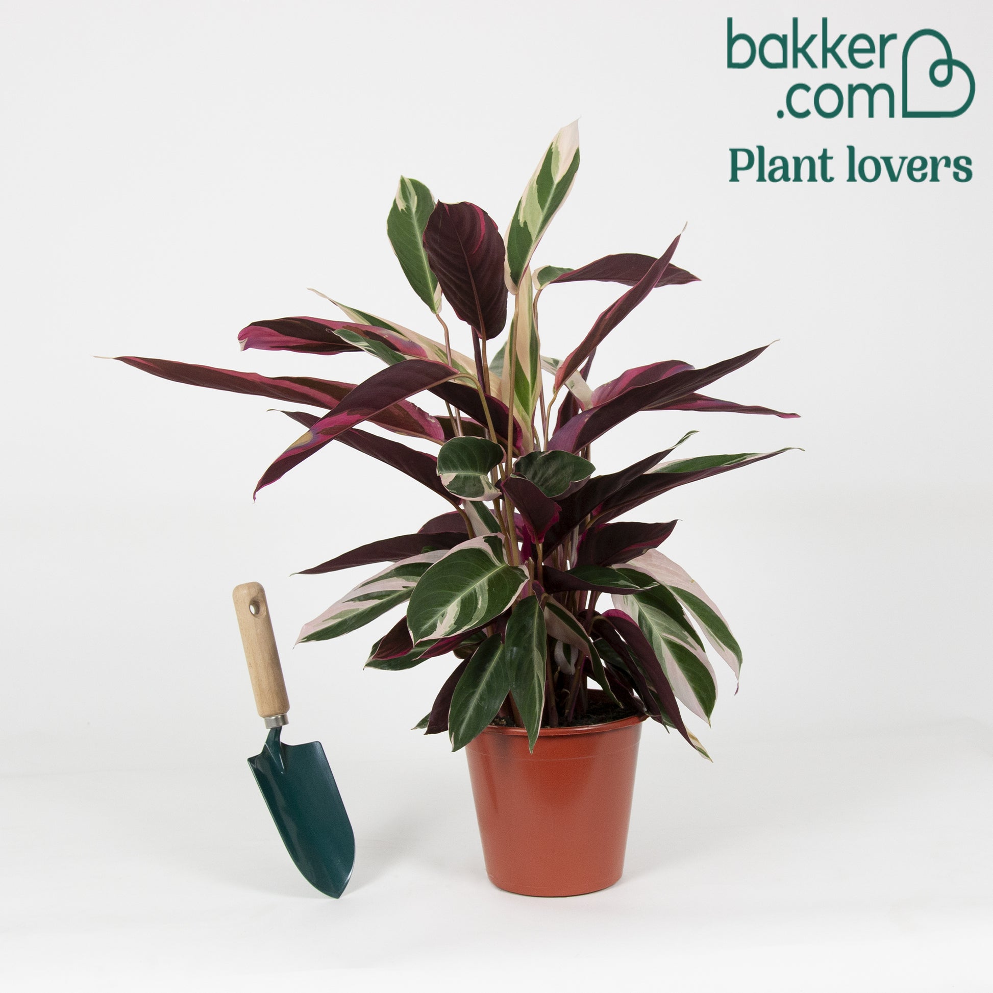 Bakker - Calathea Stromanthe 'Triostar' - Calathea triostar - Par espèce