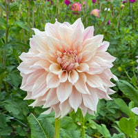 Dahlia Café au Lait - 3 Dahlias Café au lait - Bulbes de Dahlia